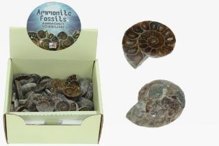 Obrázek z Fosílie amonit 3-5cm (50) 